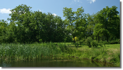 Stawy w Arboretum