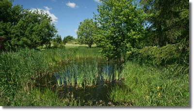 Stawy w Arboretum