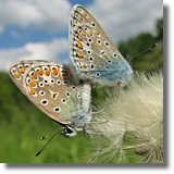 Modraszek ikar (Polyommatus icarus)