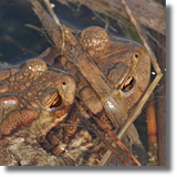 Ropucha szara (Bufo bufo)