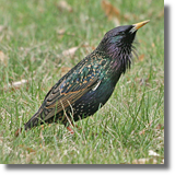 Szpak (Sturnus vulgaris)