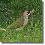 Dzicio zielony (Picus viridis)