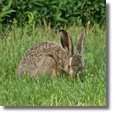 Zajc szarak (Lepus europaeus)