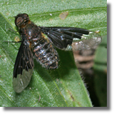 aobnica (Hemipenthes morio)