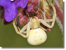 Kwietnik (Misumena vatia)