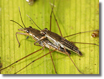 Nartnik duy (Gerris lacustris)