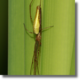 Kwadratnik trzcinowy (Tetragnatha extensa)