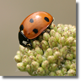 Biedronka siedmiokropka (Coccinella septempunctata)