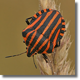 Strojnica baldaszkówka (Graphosoma lineatum)