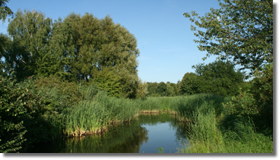 Stawy w Arboretum