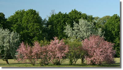 Wiosna w Arboretum