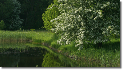 Wiosna w Arboretum