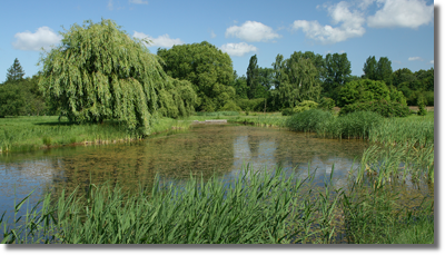 Stawy w Arboretum