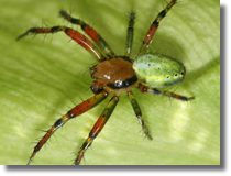 Araniella sp.