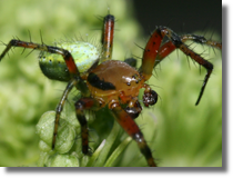 Araniella sp.