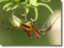 Araniella sp.