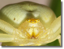 Kwietnik (Misumena vatia)