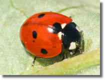 Coccinella septempunctata