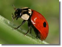 Adalia bipunctata