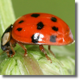 Harmonia axyridis