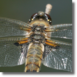 Waka czteroplama (Libellula quadrimaculata)