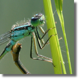 tka dzieweczka (Coenagrion puella)