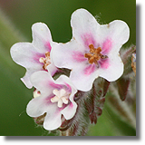 Farbownik lekarski (Anchusa officinalis L.)