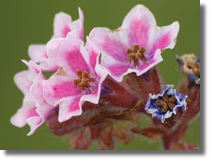 Farbownik lekarski (Anchusa officinalis L.)