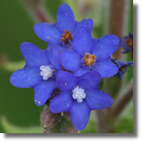 Farbownik lekarski (Anchusa officinalis L.)