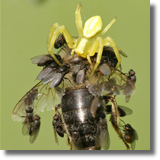 Kwietnik (Misumena vatia) i Milichiidae