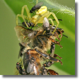 Kwietnik (Misumena vatia) i Milichiidae