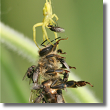 Kwietnik (Misumena vatia) i Milichiidae