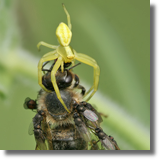 Kwietnik (Misumena vatia) i Milichiidae