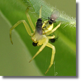 Kwietnik (Misumena vatia)