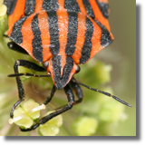 Strojnica baldaszówka (Graphosoma lineatum)