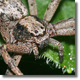 Philodromus sp.