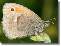 Strzpotek ruczajnik (Coenonympha pamphilus)