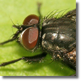 Muchówki (Diptera)