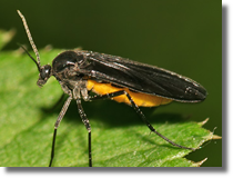 Muchówki (Diptera)