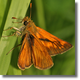 Kartek kniejnik (Ochlodes sylvanus)