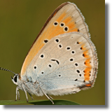 Czerwoczyk nieparek (Lycaena dispar)