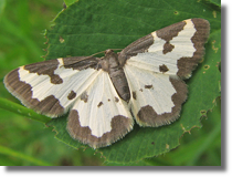 Plamiec nabuczak (Lomaspilis marginata)