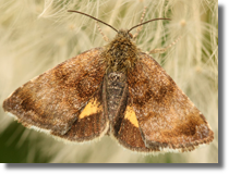 Panemeria tenebrata