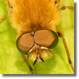 Muchówki (Diptera)