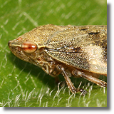 Pluskwiak równoskrzydy (Homoptera)