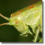 Prostoskrzyde (Orthoptera)