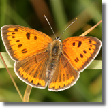 Czerwoczyk nieparek (Lycaena dispar)