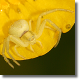 Kwietnik (Misumena vatia)