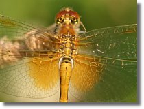 Szablak óty (Sympetrum flaveolum)