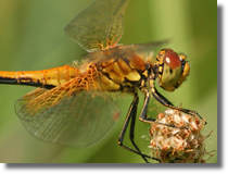 Szablak óty (Sympetrum flaveolum)